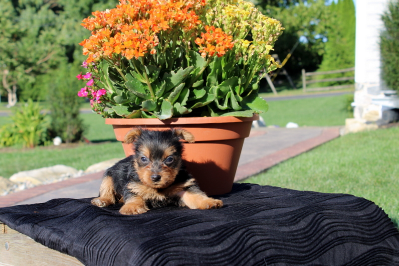 puppy, for, sale, Yorkshire Terrier, Matthew B. Stoltzfus, dog, breeder, Gap, PA, dog-breeder, puppy-for-sale, forsale, nearby, find, puppyfind, locator, puppylocator, aca